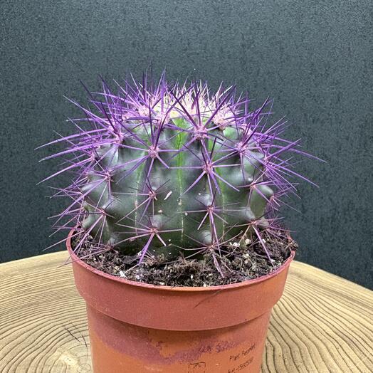 Эхинокактус фиолетовый, большой