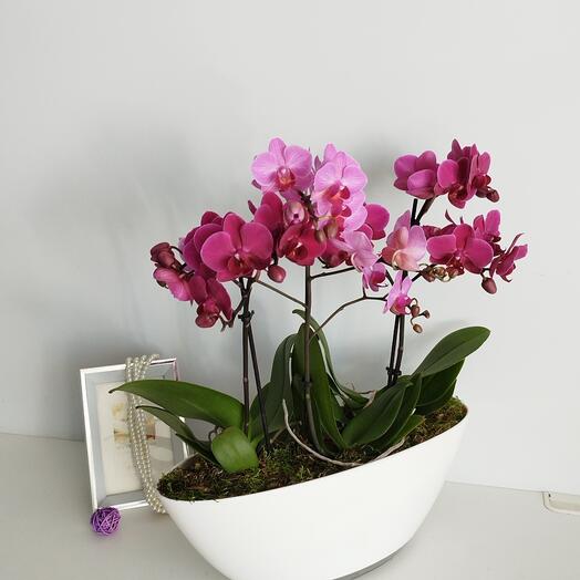 Човник з орхідеями фаленопсис
