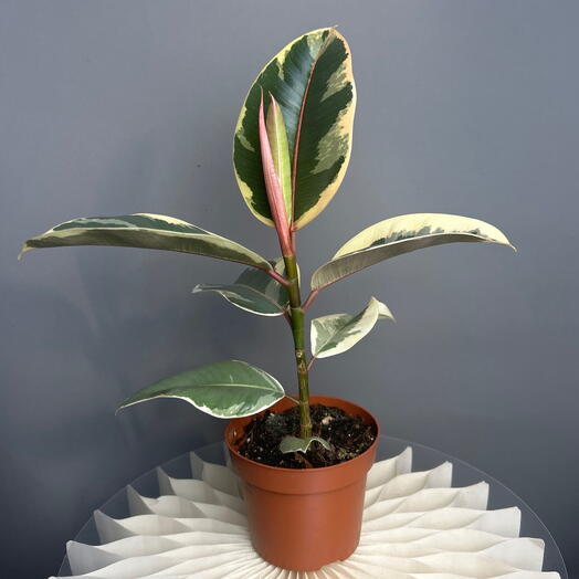 MisunFlora