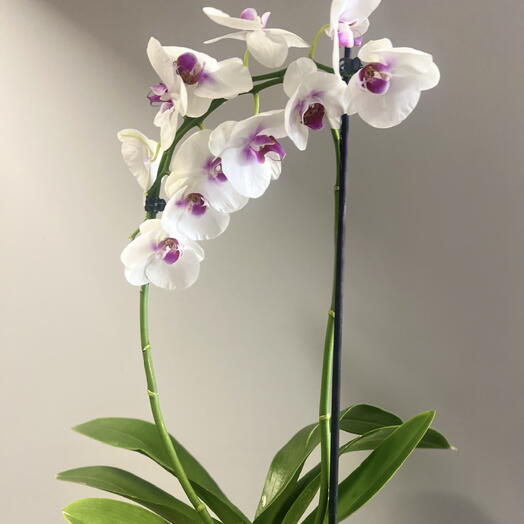 Cute Flowers