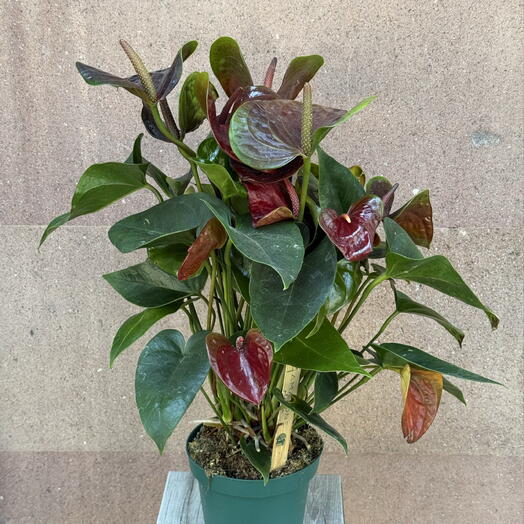 Love Bar (flower store)