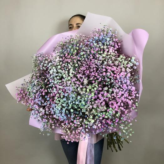 Gypsophila arcoíris