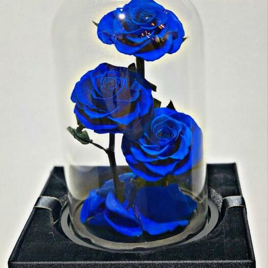 3 blue preserved rose