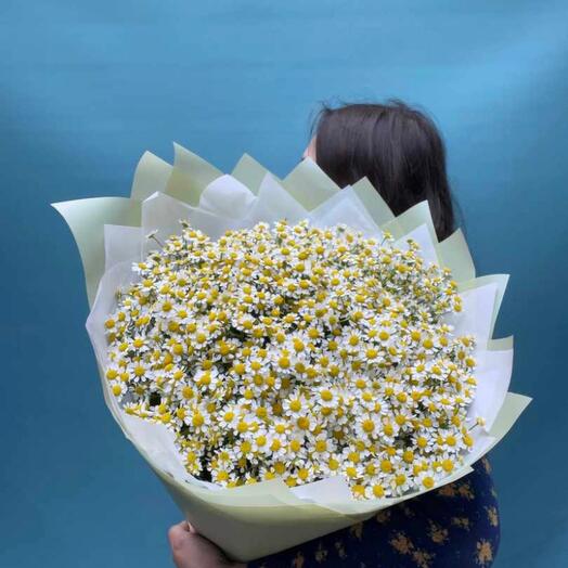 Bouquet of chamomile