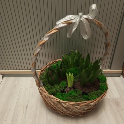 11 гиацинтов в бежевой корзине KM1001