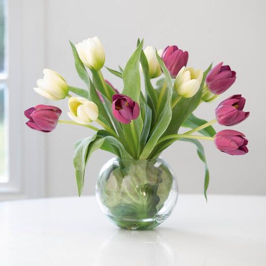 15 Purple   White Tulips