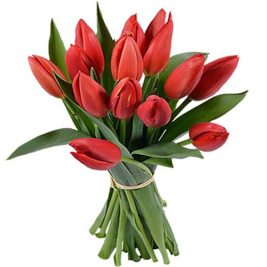 15 Red Tulips Bunch