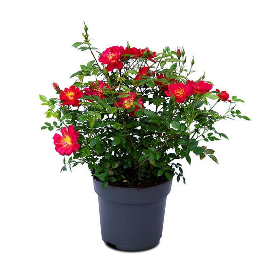 Miniature Rose Plant (Patio Roses, Polyanthus Roses, Carpet Roses)