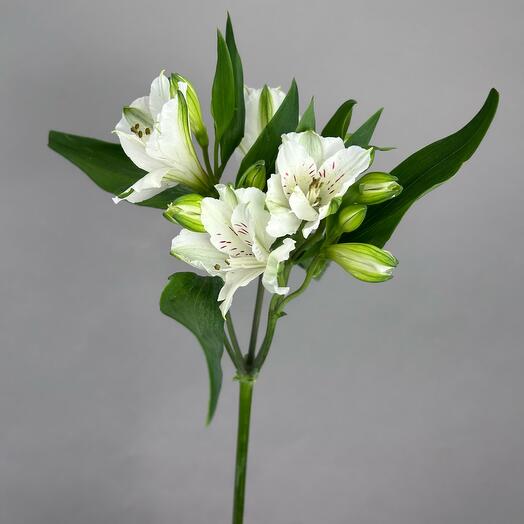 Alstroemeria is white