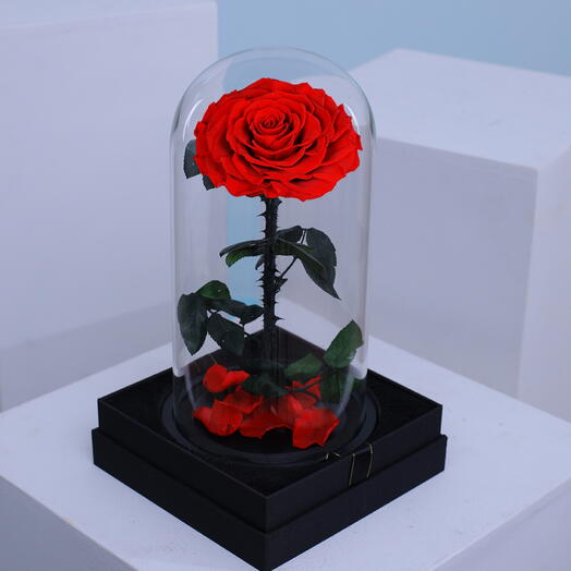 Preserved Red Rose Forever