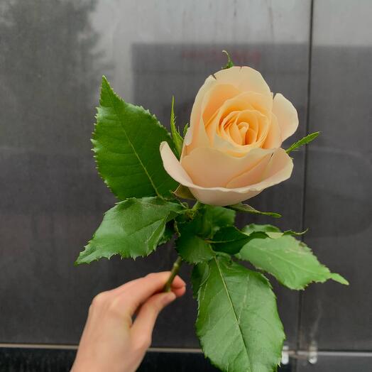 Bloomdecor x Matrica