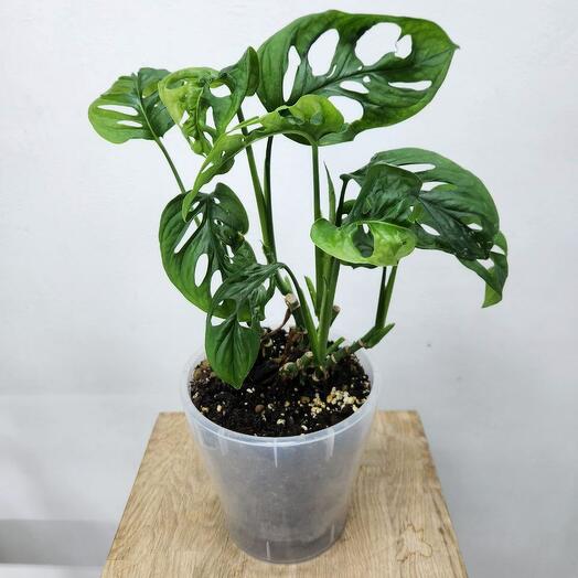 Монстера Манки (Monstera Monkey Mask)
