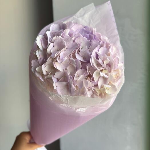 Лавандовая гортензия 💜 (гортензии)