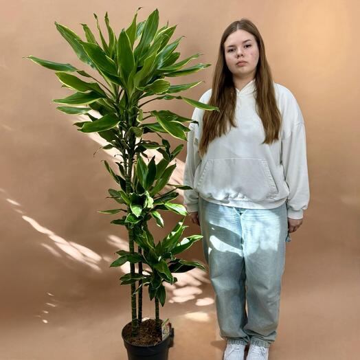 Драцена Голден Кост