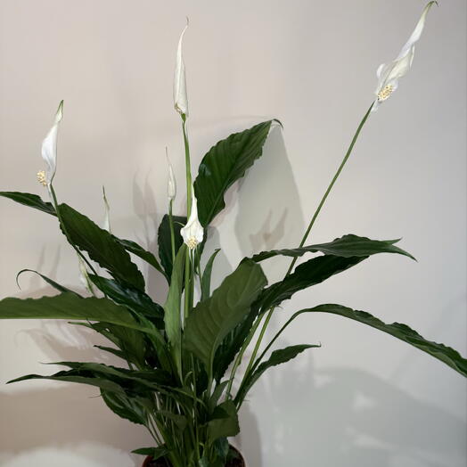  Asterium