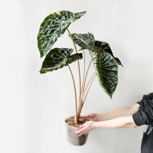 Leaf to live