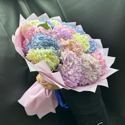 Hydrangea Columbia