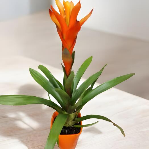 Guzmania orange