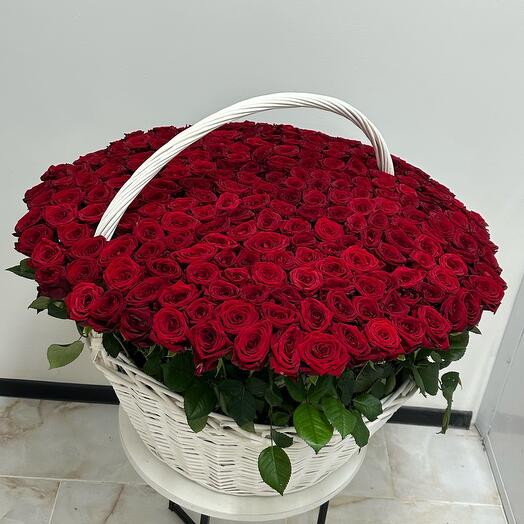 Корзина с 501 розами