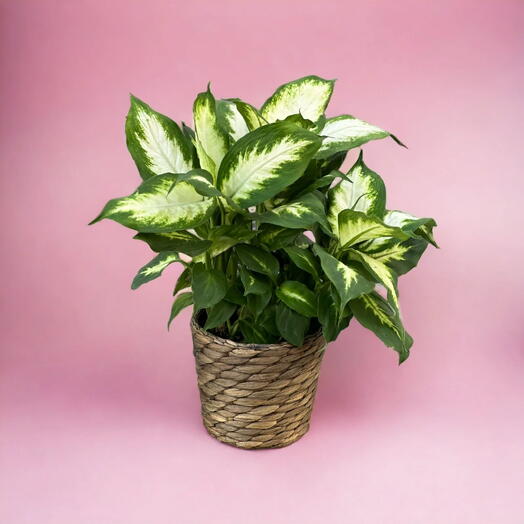 Dieffenbachia