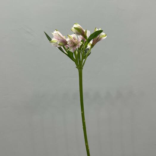 Yani Bouquet