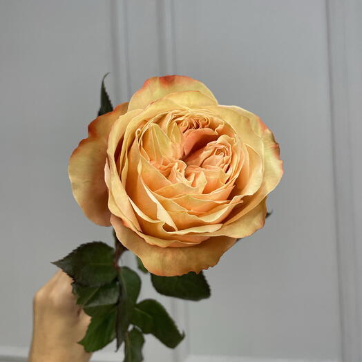 Пионовидная роза сорта Кахала