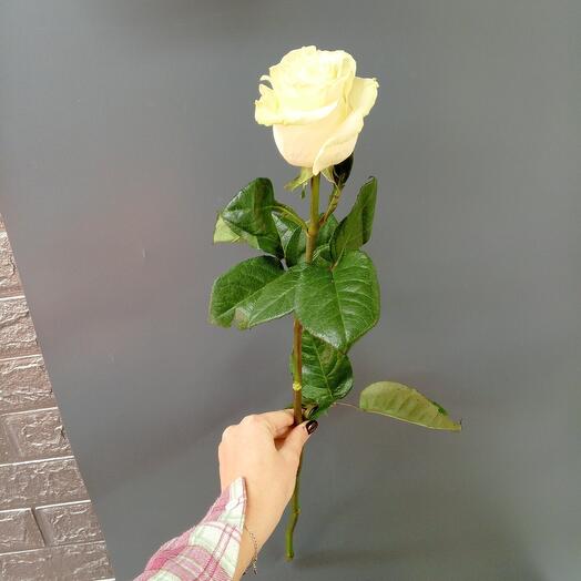 FLOWERSSTAV 