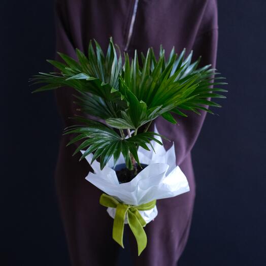 Ливистона Ротундифолиа