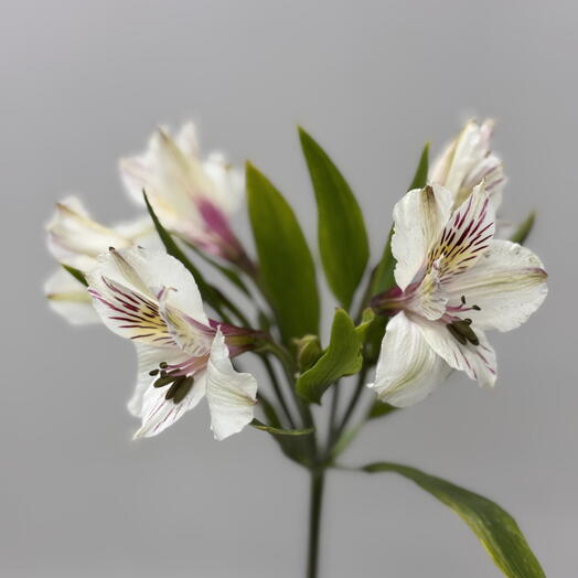 Beauty&Flower