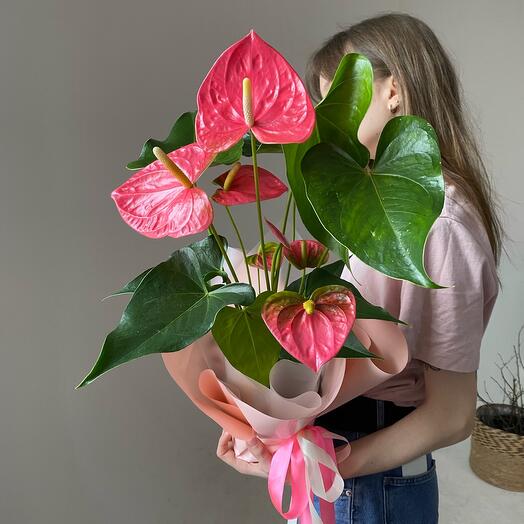 Розовый антуриум Для Барби