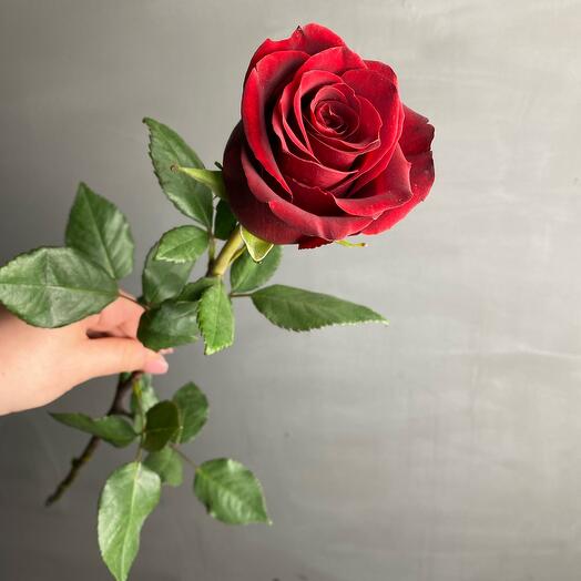 The rose is red