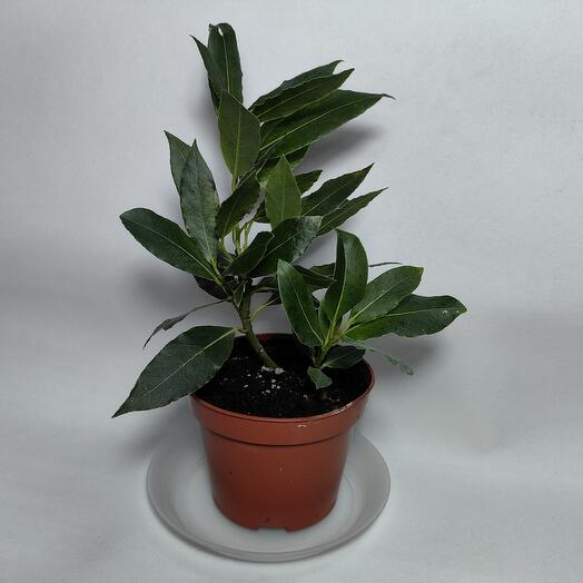 Лавр