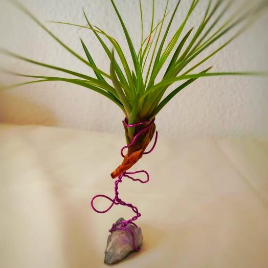 Tillandsia sobre drusa amatista