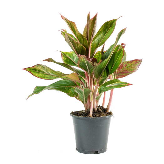 Aglaonema Plant – King of Siam Plant - Plastic Pot