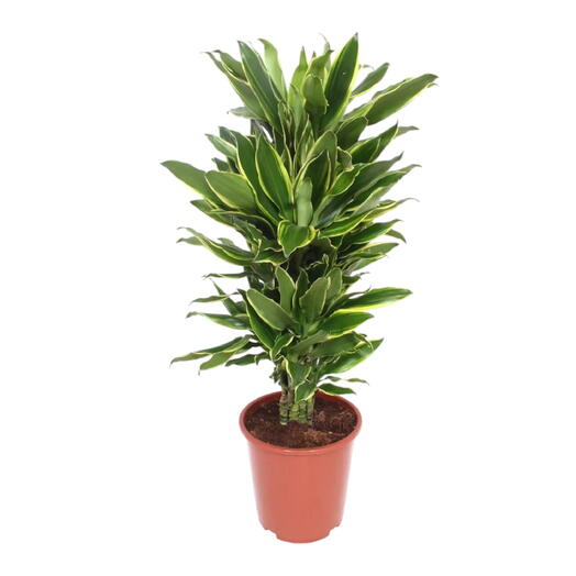 Dracaena Fragrans – Golden Coast – 140cm