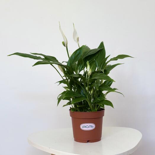 Спатифиллум (женское счастье)