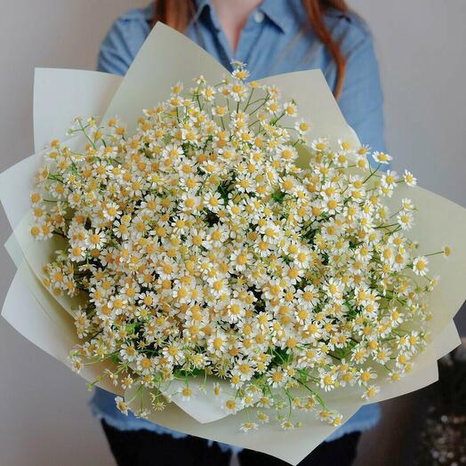 A bouquet of Chamomile sketch! from local white bush daisies matricaria