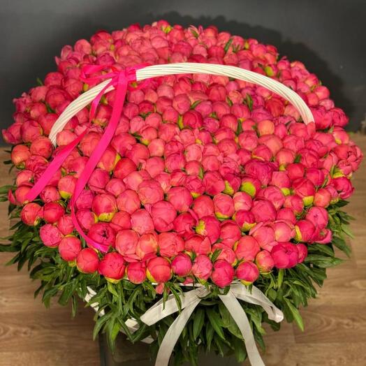 301 пион коралловый корал шарм ( coral charm) Голландия