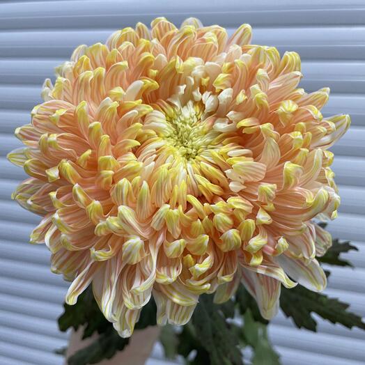 Хризантема шар «Сочи в красках»