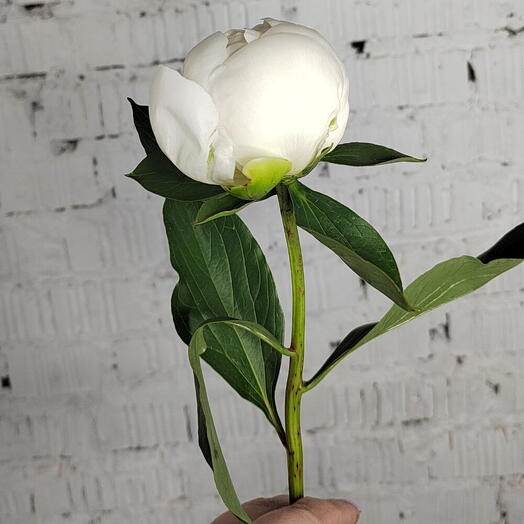 ZaraFlowers