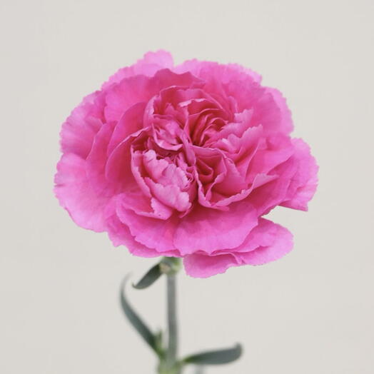 Flower dream