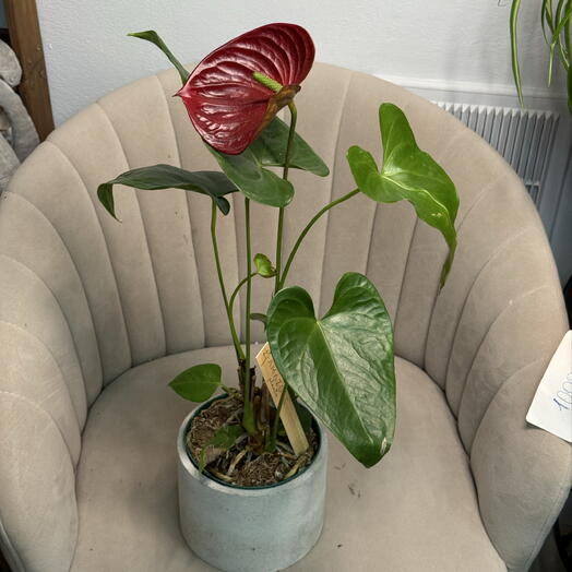 Lady Flowers 