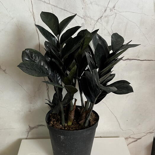Black plants