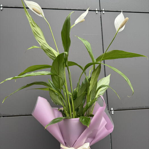 Flower Boutique