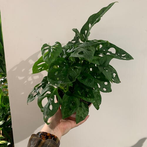 review-photo-before