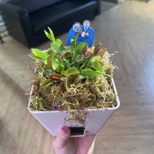review-photo-before