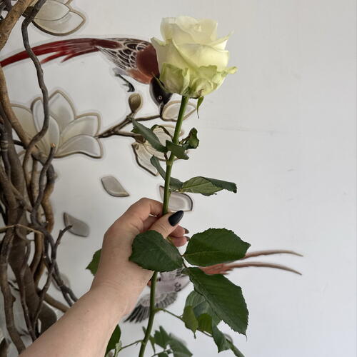 review-photo-before