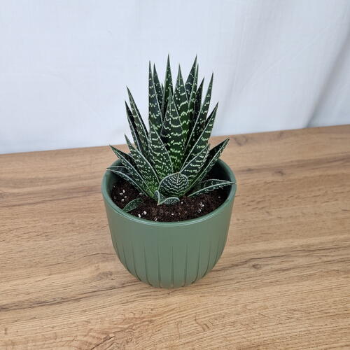 review-photo-before