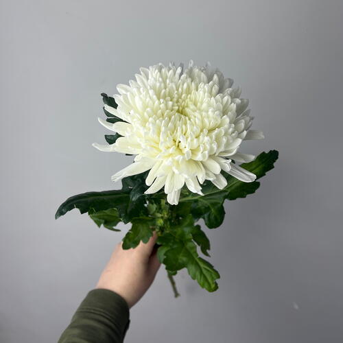 review-photo-before