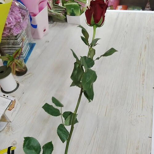 review-photo-before